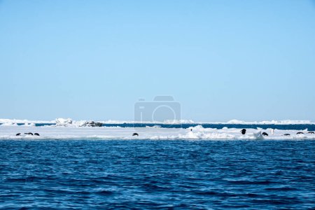 Téléchargez les photos : Paysage antarctique avec mer bleue, icebergs blancs et manchots d'Adelie - en image libre de droit