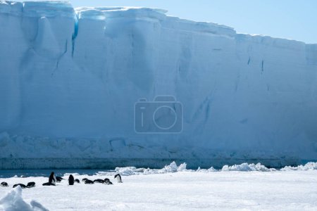 Téléchargez les photos : Pingouins Adélie minuscules vivant près de l'immense iceberg tabulaire à l'est de la péninsule Antarctique - en image libre de droit