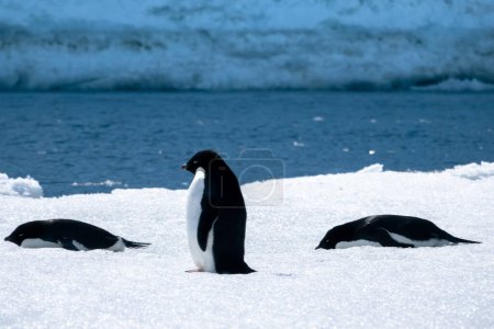 Téléchargez les photos : Gros plan du groupe de trois manchots Adélie entourés par la glace antarctique - en image libre de droit