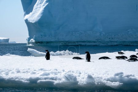 Téléchargez les photos : Groupe de manchots Adélie debout devant l'immense iceberg en Antarctique - en image libre de droit