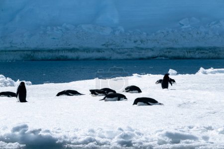 Téléchargez les photos : Groupe de manchots Adélie sur la neige - en image libre de droit
