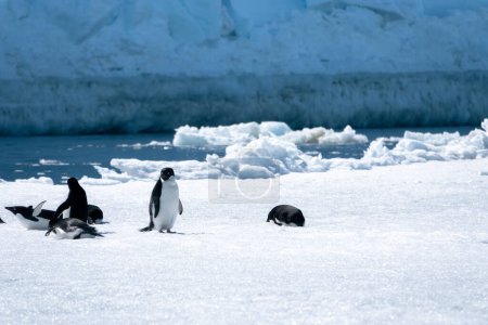 Téléchargez les photos : Adelie pingouins jouer sur la neige - en image libre de droit