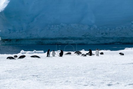 Téléchargez les photos : Groupe de manchots Adelie jouant sur la glace - en image libre de droit