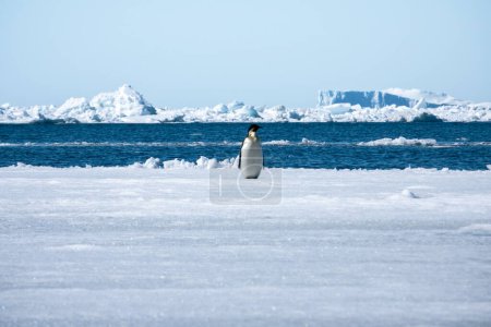 Téléchargez les photos : Empereur pingouin en Antarctique par une journée ensoleillée - en image libre de droit