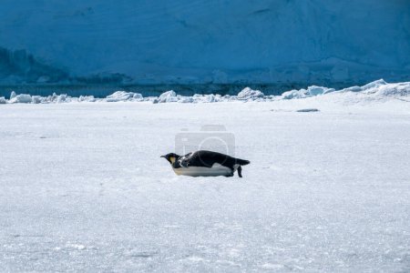 Foto de Hermoso pingüino adulto emperador deslizándose sobre su vientre en el témpano de hielo con un gigantesco iceberg azul en el fondo, la Antártida - Imagen libre de derechos