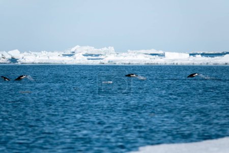 Foto de Cuatro pingüinos Adelie nadando y saltando sobre la superficie del agua en el mar de Weddell con témpanos de hielo en el fondo, Antártida - Imagen libre de derechos