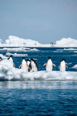 Téléchargez les photos : Gros plan vertical du groupe de manchots Adélie debout sur la glace - en image libre de droit