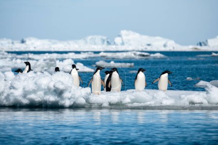 Grupo de diez pingüinos Adelie Pygoscelis adeliae rodeados por los fríos hielos de la Antártida