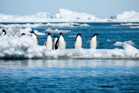 Foto de Primer plano del grupo de pingüinos Adelie de pie sobre el trozo de hielo flotante en el Mar de Weddell cerca de la isla Snow Hill al este de la Península Antártica - Imagen libre de derechos