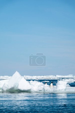 Téléchargez les photos : Vue verticale du paysage antarctique avec icebergs et pingouins - en image libre de droit
