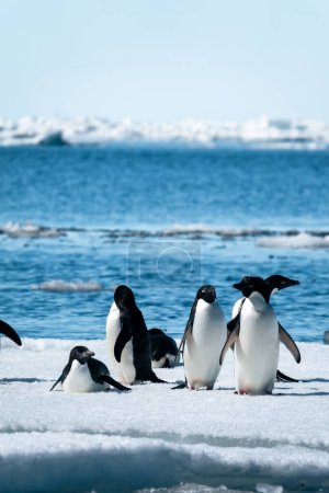 Nahaufnahme einer Gruppe Adelie-Pinguine, die vom im Wasser treibenden Eisblock in alle Richtungen schauen