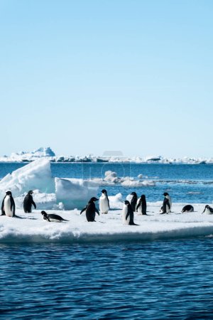 Téléchargez les photos : Pingouins Adélie Pygoscelis adeliae vivant et jouant sur le bloc de glace flottant au large de l'île Ross en Antarctique - en image libre de droit