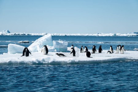 Téléchargez les photos : Gros plan des manchots Adélie debout sur la banquise dérivant dans la mer de Weddell, péninsule Antarctique, Antarctique - en image libre de droit