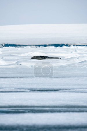 Photo for Weddell seal surrounded by snow and laying the huge piece of ice plain - Royalty Free Image