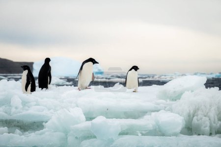 Pingüinos Adelie (Pygoscelis adeliae) en el hábitat natural de la Antártida