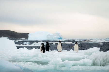 Téléchargez les photos : Groupe de manchots Adélie entouré par les floes de glace en fusion dans la mer de Weddell, en Antarctique - en image libre de droit