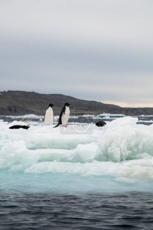Téléchargez les photos : Groupe de manchots Adélie dérivant sur l'iceberg près de la terre sans neige en Antarctique - en image libre de droit