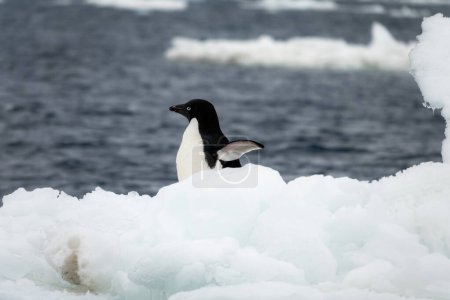 Adelie penguin moving on the ice flow drifting in the Weddell Sea