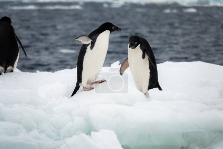 Téléchargez les photos : Pingouins Adélie (Pygoscelis adeliae) jouant sur la banquise - en image libre de droit