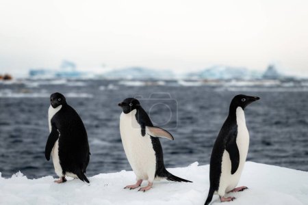 Téléchargez les photos : Pingouins adélies (Pygoscelis adeliae), les pingouins les plus répandus dans la région polaire - en image libre de droit