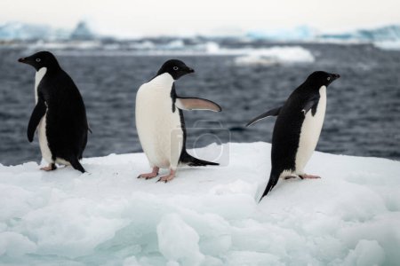 Primer plano de tres pingüinos Adelie (Pygoscelis adeliae) en hielo rápido cerca de la isla Seymour, Antártida