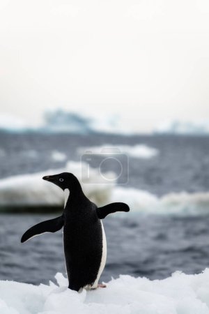 Primer plano de un lindo pingüino Adelie con témpanos borrosos en el fondo