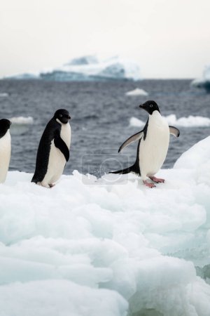 Adelie penguins spreading their wings and standing on the iceberg
