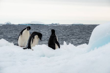 Three Adelie penguins having joy on the iceberg