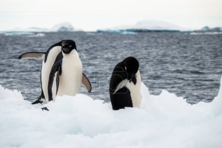 Téléchargez les photos : Trois manchots Adélie entourés d'icebergs en Antarctique - en image libre de droit