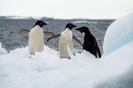 Téléchargez les photos : Gros plan de trois manchots Adélie debout sur la neige et dérivant sur l'iceberg dans la mer de Weddell - en image libre de droit