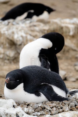 Nid rocheux du pingouin Adélie