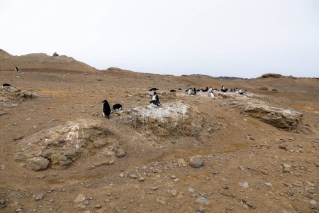 Téléchargez les photos : Vue horizontale de la pointe Penguin, colonie de manchots Adelie, île Seymour, Antarctique - en image libre de droit