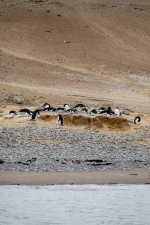 Téléchargez les photos : Pingouins Adélie nichant près de la plage de galets de l'île Seymour, Antarctique - en image libre de droit