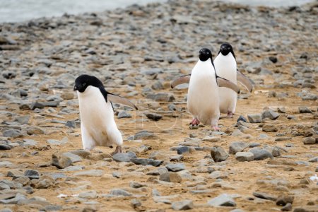 Primer plano de tres pingüinos Adelie caminando por el suelo rocoso de la isla Seymour, Antártida
