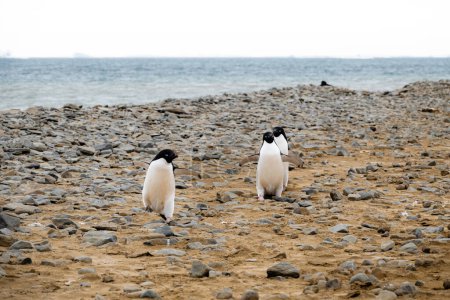 Téléchargez les photos : Trois pingouins Adelie marchant sur la plage - en image libre de droit