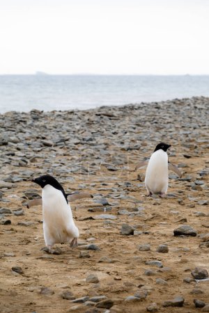 Photo for Two Adelie penguins walking on the pebble beach - Royalty Free Image