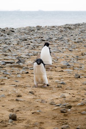 Par de pingüinos Adelie caminando por la playa, Isla Seymour, Antártida