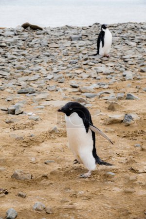 Pingüino Adelie de pie junto a la playa rocosa, Isla Seymour, Antártida
