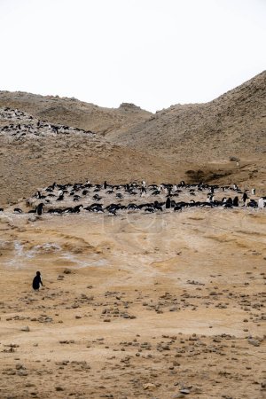 Téléchargez les photos : Plan vertical de la colonie de manchots Adélie en Antarctique - en image libre de droit