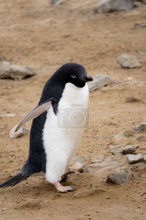 Pingüino Adelie caminando sobre suelo pedregoso. Primer plano de tiro.