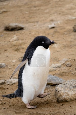 Pingüino Adelie, un lindo ave marina sin vuelo de la región antártica