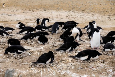 Nid de pingouins adélies, pointe des pingouins, île Seymour, Antarctique