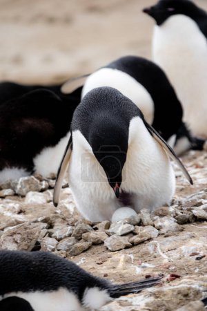 Téléchargez les photos : Pingouin adélie (Pygoscelis adeliae), parent sur un oeuf à Penguin Point, île Seymour, Antarctique - en image libre de droit