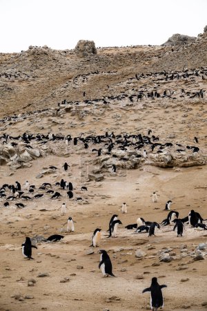 Penguin Point der Seymour-Insel, Antarktis, Heimat einer großen Brutkolonie von etwa 20.000 Adelie-Pinguinpaaren