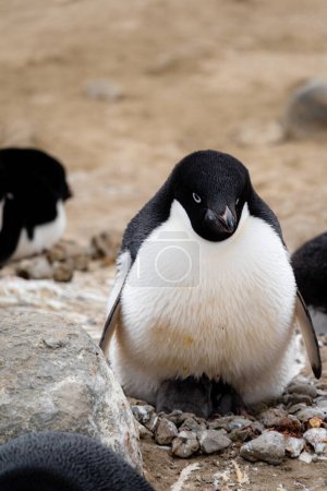 Adelie-Pinguin-Elternteil liegt auf Adelie-Pinguin-Küken auf der Seymour-Insel, Antarktis