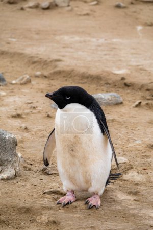 Un respetable pingüino se encuentra en el suelo de la isla Seymour, Antártida