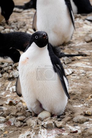 Téléchargez les photos : Parent pingouin Adelie debout sur l'oeuf dans le nid situé sur le terrain libre de glace - en image libre de droit