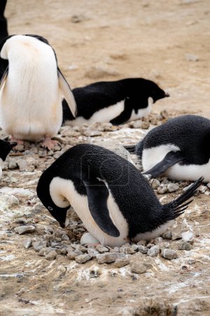 Téléchargez les photos : Adelie pingouin penché vers son oeuf dans le nid rocheux, Penguin Point, Seymour Island, Antarctique - en image libre de droit