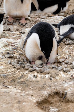 Téléchargez les photos : Mignon pingouin Adélie avec un oeuf parmi d'autres pingouins Adélie nichant dans une colonie de pingouins en Antarctique - en image libre de droit
