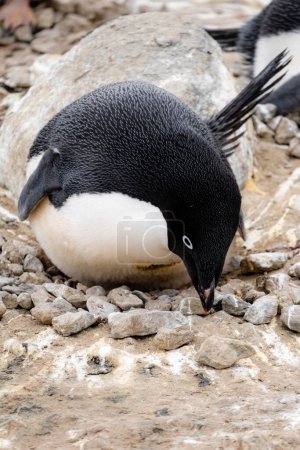 Photo for Cloesup of Adelie penguin (Pygoscelis adeliae) laying on the rocky nest - Royalty Free Image